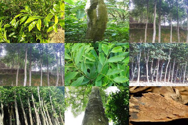 沉香树-早餐加点沉香1659284016377