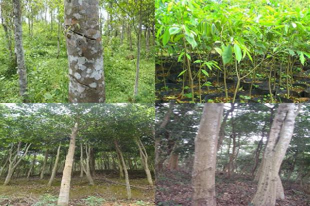 沉香树「西双版纳保护区发现野生沉香集中种群」1659370419541 沉香树「西双版纳保护区发现野生沉香集中种群」1659370419541