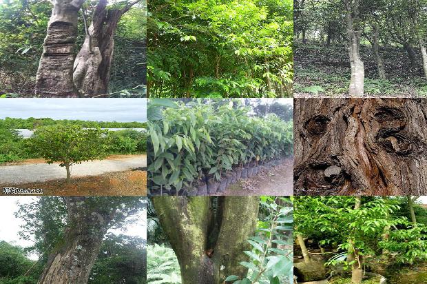 沉香树:我想当一片沉香