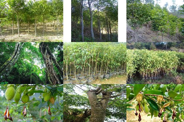 沉香树:我想当一片沉香1659709664054 沉香树:我想当一片沉香1659709664054