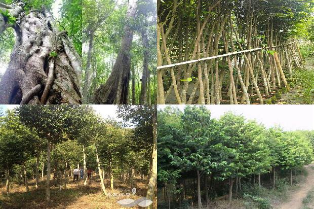 沉香树:我想当一片沉香1659709664622 沉香树:我想当一片沉香1659709664622