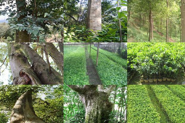 沉香树:我想当一片沉香1659709665277 沉香树:我想当一片沉香1659709665277