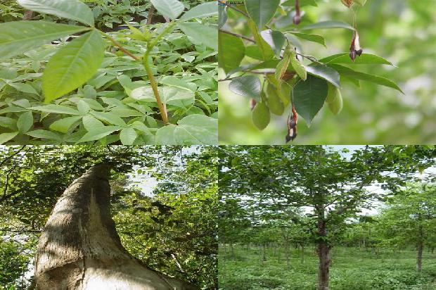 沉香树:我想当一片沉香1659709665934 沉香树:我想当一片沉香1659709665934