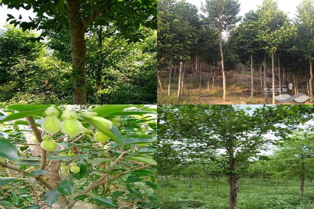 沉香树:我想当一片沉香1659709666607 沉香树:我想当一片沉香1659709666607