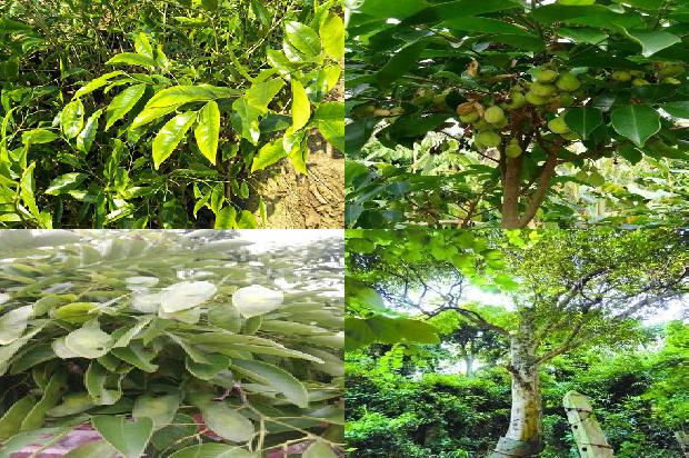 沉香树:我想当一片沉香1659709667274 沉香树:我想当一片沉香1659709667274