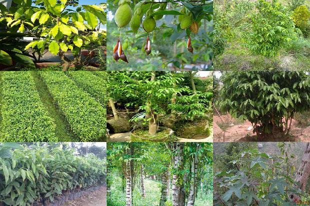 沉香树:我想当一片沉香1659709667930 沉香树:我想当一片沉香1659709667930