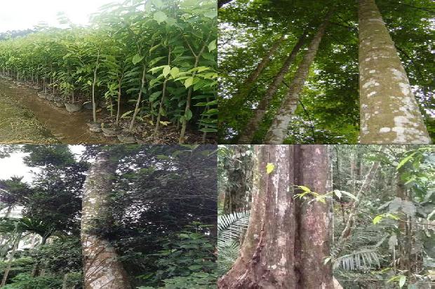 沉香树-空可沉香，满可知味