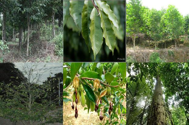 沉香树-空可沉香，满可知味1659874279089