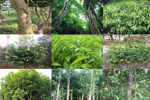 沉香树-空可沉香，满可知味1659874279111