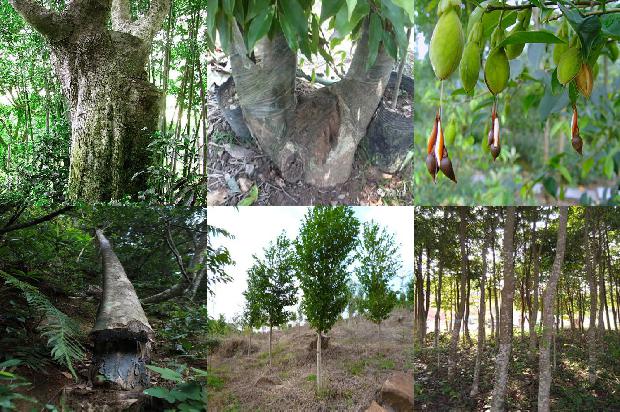 沉香树-空可沉香，满可知味1659874279122