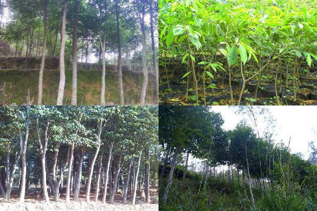 沉香树-空可沉香，满可知味1659874279133