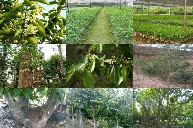 沉香树-空可沉香，满可知味1659874279144