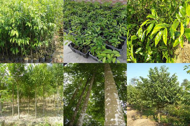 沉香树_绿叶，要由我们呵护