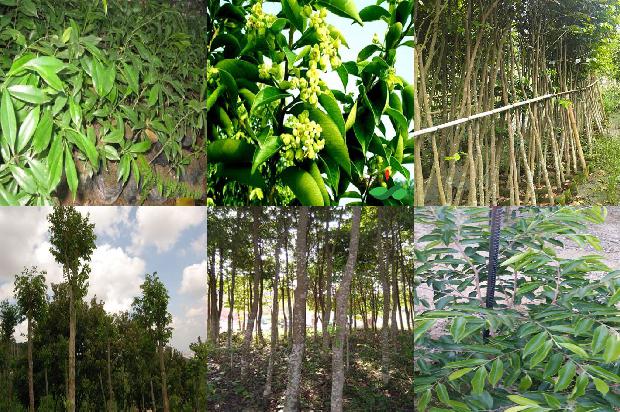 沉香树_绿叶,要由我们呵护1659968473185 沉香树_绿叶,要由我们呵护1659968473185