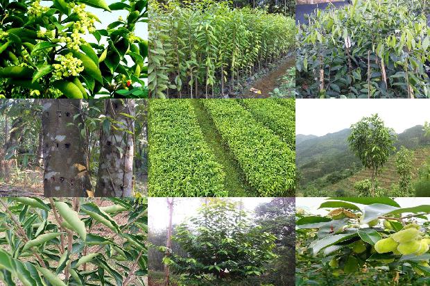 沉香树_绿叶,要由我们呵护1659968473839 沉香树_绿叶,要由我们呵护1659968473839