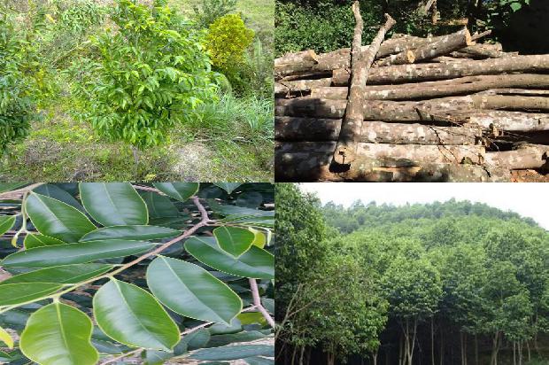 沉香树_绿叶,要由我们呵护1659968474495 沉香树_绿叶,要由我们呵护1659968474495