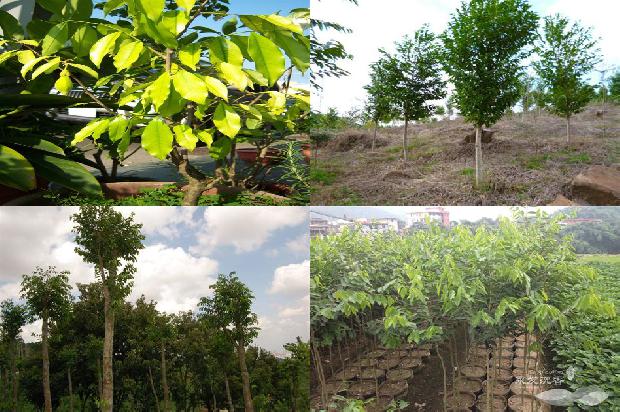 沉香树_绿叶,要由我们呵护1659968475151 沉香树_绿叶,要由我们呵护1659968475151