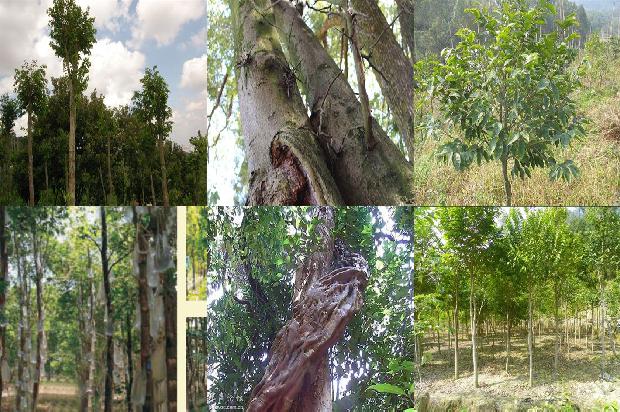 沉香树_绿叶,要由我们呵护1659968475804 沉香树_绿叶,要由我们呵护1659968475804