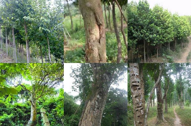 沉香树(向沉香更青处漫溯)