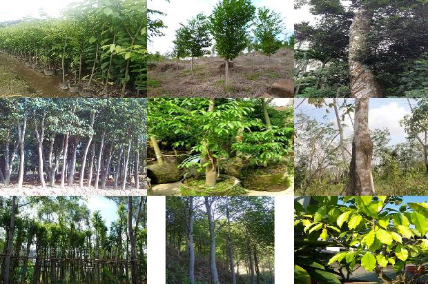 沉香树(向沉香更青处漫溯)1659974870530