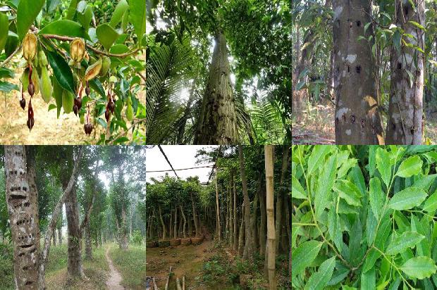 沉香树(向沉香更青处漫溯)1659974870541