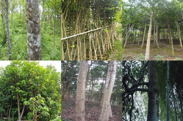 沉香树(适量吃沉香从头养到脚)