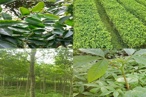 沉香树(适量吃沉香从头养到脚)1660061237390