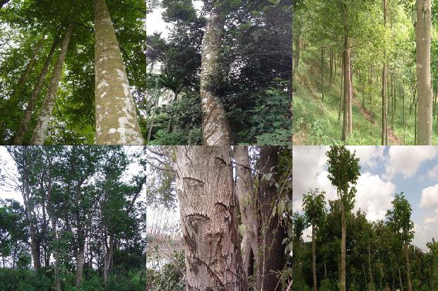 沉香树(适量吃沉香从头养到脚)1660061237401