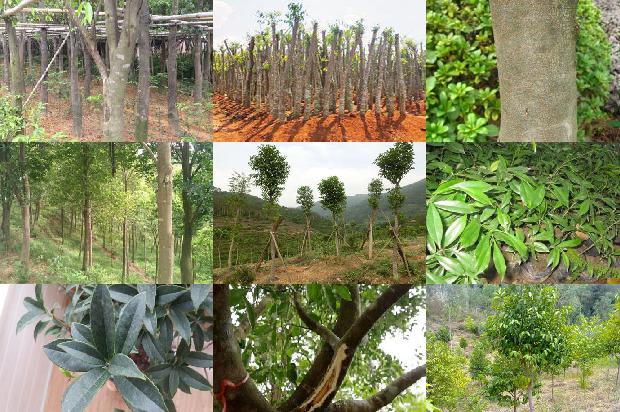 沉香树(适量吃沉香从头养到脚)1660061237412