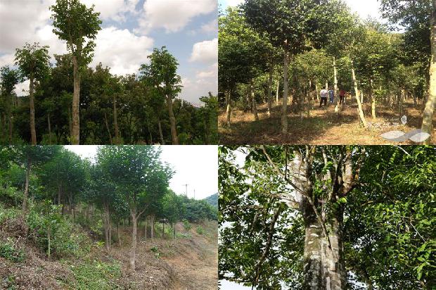 沉香树(适量吃沉香从头养到脚)1660061237424