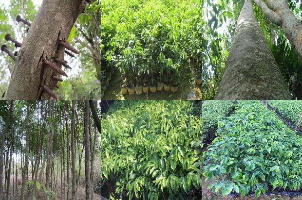 沉香树(适量吃沉香从头养到脚)1660061237435