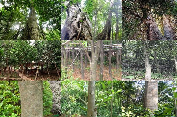 沉香树_止咳祛痰、润肺平喘用杏仁