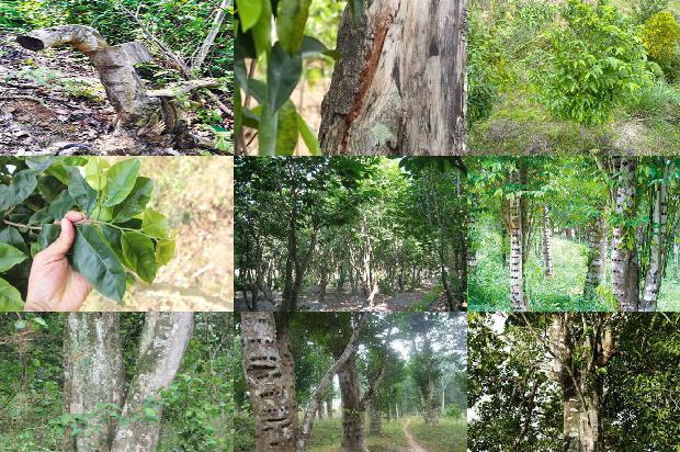 沉香树_止咳祛痰、润肺平喘用杏仁1660147730950