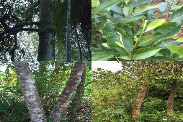 沉香树_止咳祛痰、润肺平喘用杏仁1660147730961