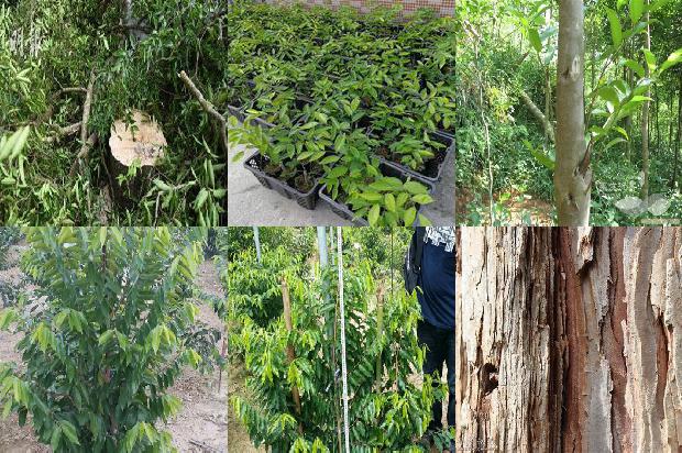 沉香树_止咳祛痰、润肺平喘用杏仁1660147730972