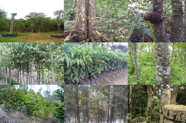 沉香树_止咳祛痰、润肺平喘用杏仁1660147730983