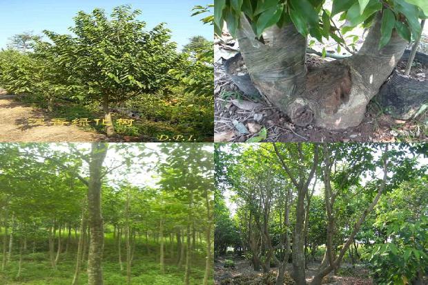 沉香树[绿叶成荫果满枝]1660234091830