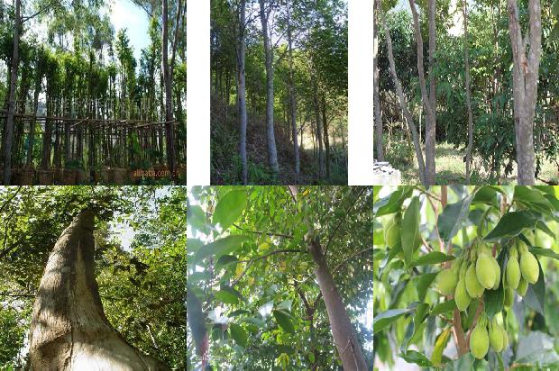 沉香树[绿叶成荫果满枝]1660234091842