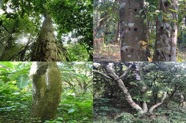 沉香树[绿叶成荫果满枝]1660234091853