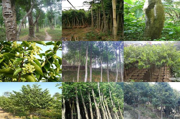 沉香树_沉香流年印真心