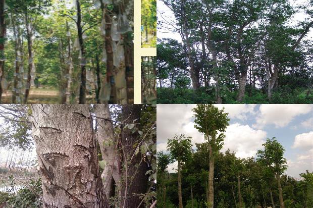 沉香树_沉香流年印真心1660320504404 沉香树_沉香流年印真心1660320504404