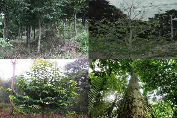 沉香树_沉香流年印真心1660320504415 沉香树_沉香流年印真心1660320504415