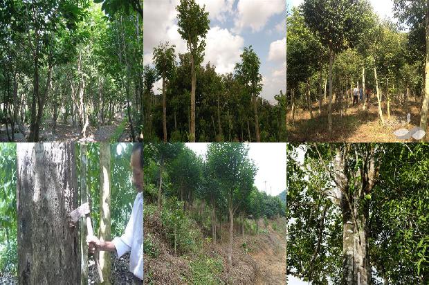 沉香树_沉香流年印真心1660320504427 沉香树_沉香流年印真心1660320504427