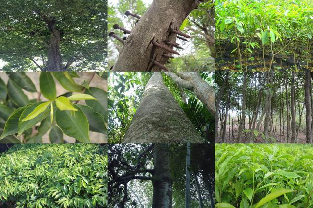 沉香树_沉香流年印真心1660320504438 沉香树_沉香流年印真心1660320504438