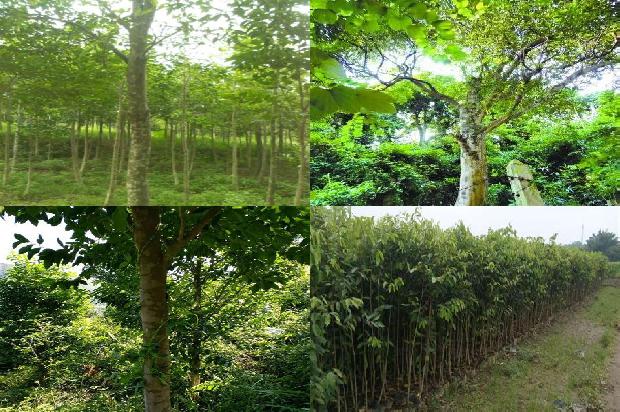 沉香树_沉香流年印真心1660320504449 沉香树_沉香流年印真心1660320504449