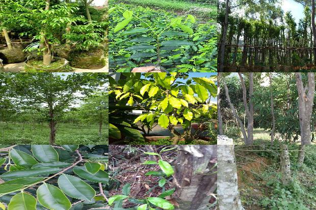 沉香树_沉香流年印真心1660320504460 沉香树_沉香流年印真心1660320504460