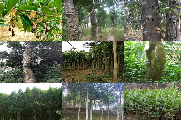 沉香树_沉香流年印真心1660320504471 沉香树_沉香流年印真心1660320504471