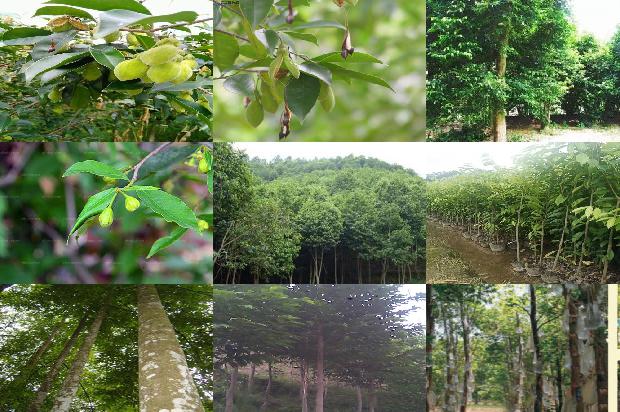 沉香树「《沉香救母二》第二课时教学设计」1660406888256 沉香树「《沉香救母二》第二课时教学设计」1660406888256