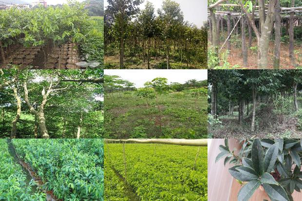 沉香树「《沉香救母二》第二课时教学设计」1660406888267 沉香树「《沉香救母二》第二课时教学设计」1660406888267