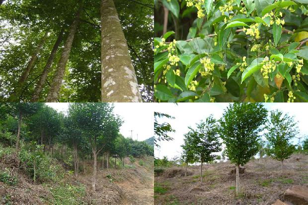 沉香树「《沉香救母二》第二课时教学设计」1660406888278 沉香树「《沉香救母二》第二课时教学设计」1660406888278